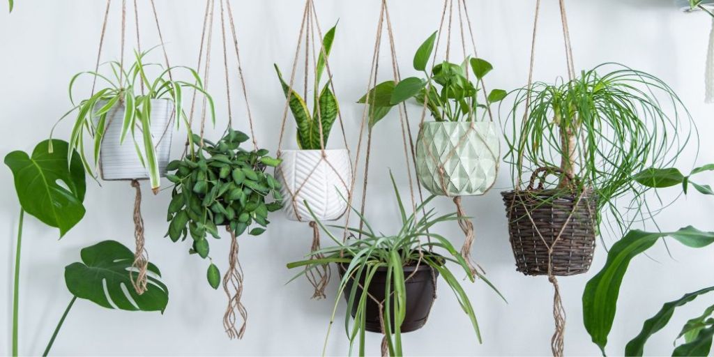 Pots hanging on the wall as a form of vertical gardening
