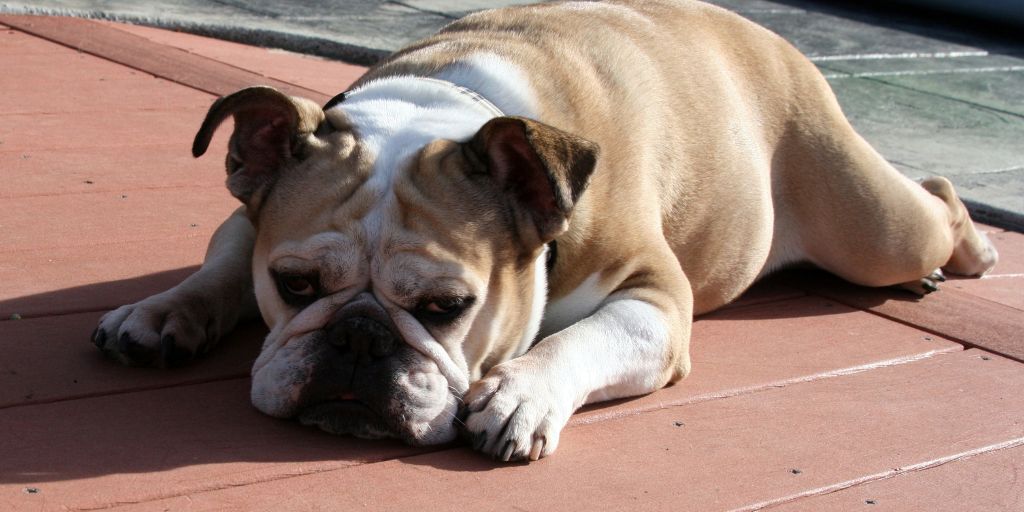 English bulldog lying on decking in the sunshine